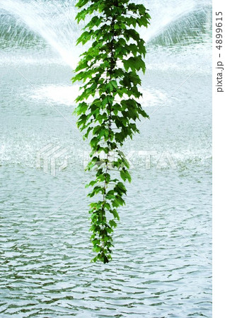 噴水の水しぶきの前に垂れる夏のツタ縦位置 4899615