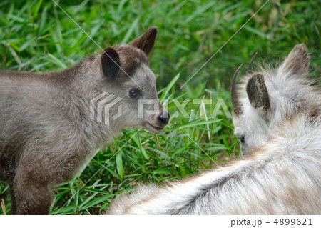 母シカの顔をのぞきこむニホンカモシカの子供（井の頭動物園） 4899621