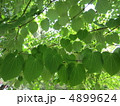 並んだ葉っぱ 4899624
