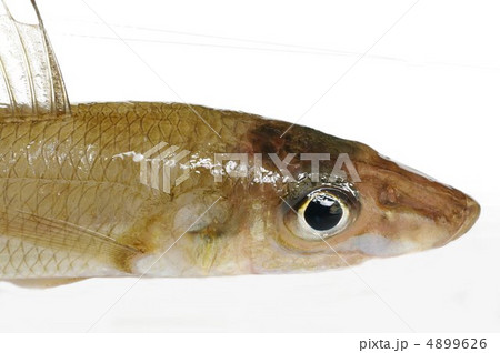 シロギス（頭部俯瞰） 4899626