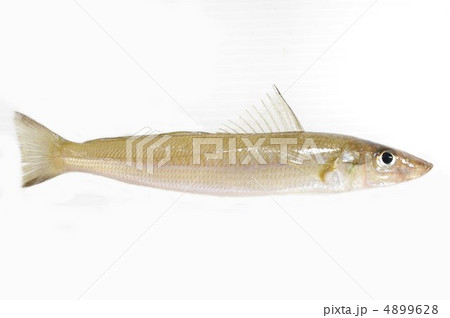 シロギス（全体） 4899628