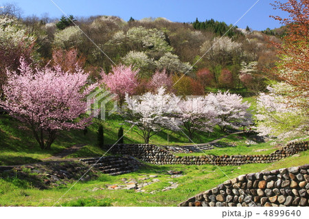 信州長野県池田町の陸郷の桜 信州長野県池田町の陸郷の桜 4899640