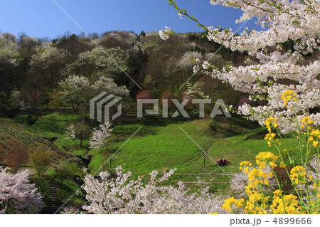 信州陸郷の桜 4899666