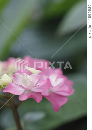 額紫陽花　ガクアジサイ 4899680