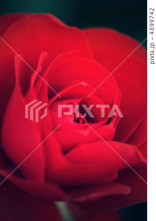 rose001 4899742