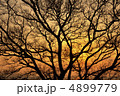 枝 4899779