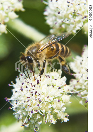 ミツバチとハマボウフウ 4900008
