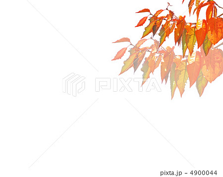 桜の紅葉 4900044