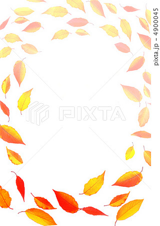 桜の紅葉 4900045