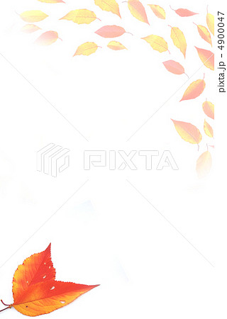 桜の紅葉 4900047