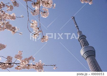東京スカイツリーと桜と飛行機雲 4900053