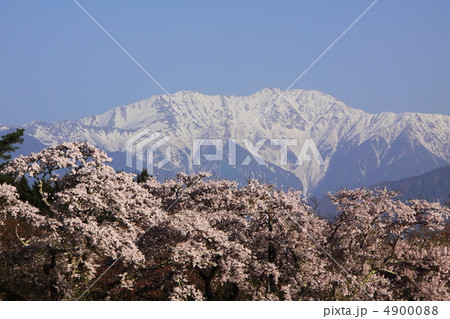 信州春の桜と南アルプス 信州春の桜と南アルプス 4900088