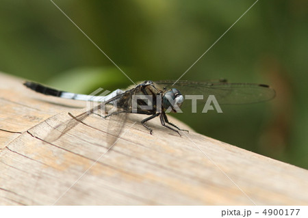 シオカラトンボ♂ 4900177