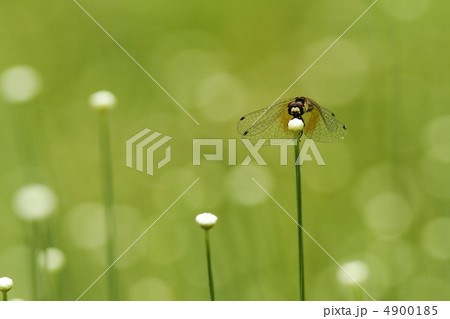 シラタマホシクサにとまるハッチョウトンボ♀ 4900185