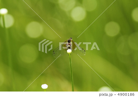 シラタマホシクサにとまるハッチョウトンボ♀ シラタマホシクサにとまるハッチョウトンボ♀ 4900186