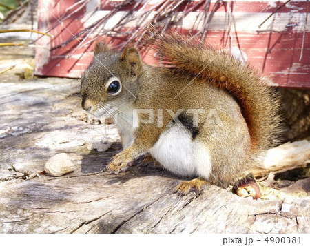 アメリカアカリス 4900381