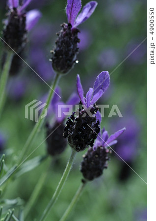 フレンチラベンダー・アボンビュー フレンチラベンダー・アボンビュー 4900550