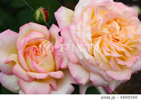 バラのピース 4900560