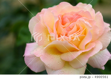 バラのピース 4900561