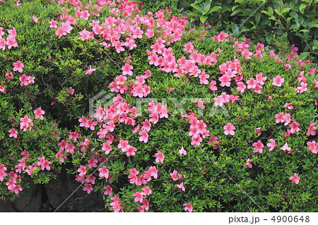 花景色 初夏の庭 さつき 花景色 初夏の庭 さつき 4900648