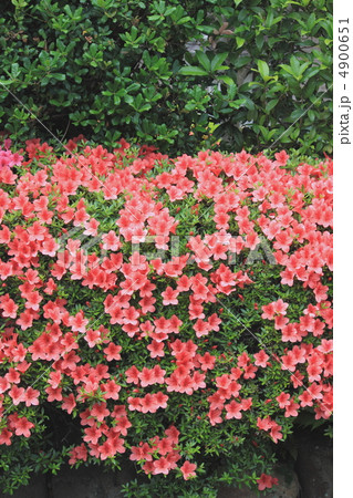 花景色　初夏の庭　さつき 4900651