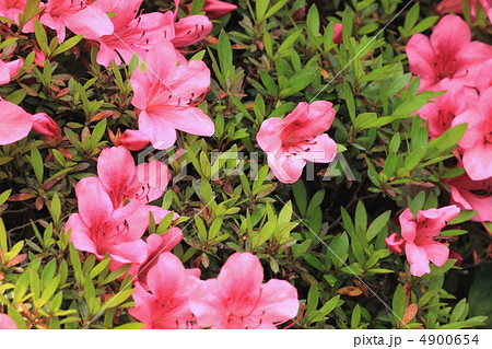 花景色　初夏の庭　さつき 4900654