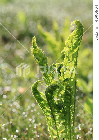 自生のコゴミ 4900694