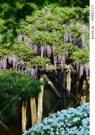 藤棚 4900727