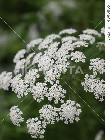 レースフラワーの花 4900805
