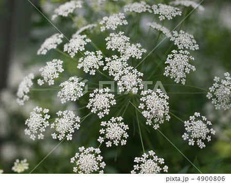 レースフラワーの花 4900806
