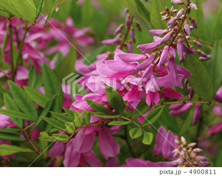 ニワフジの花 4900811