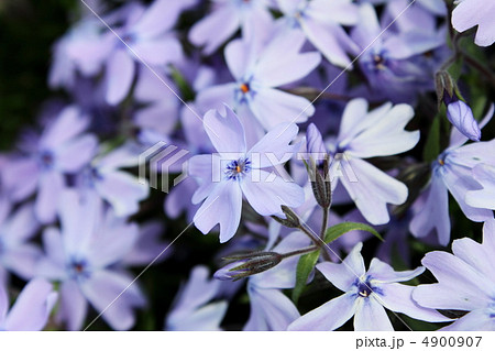 芝桜 芝桜 4900907