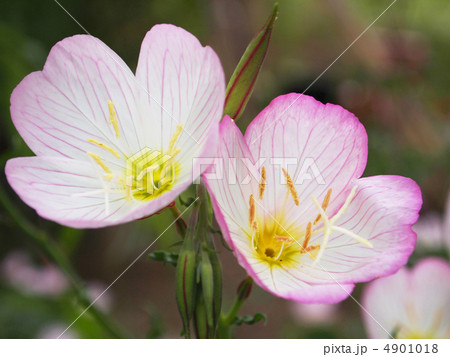 ヒルザキツキミソウ ヒルザキツキミソウ 4901018