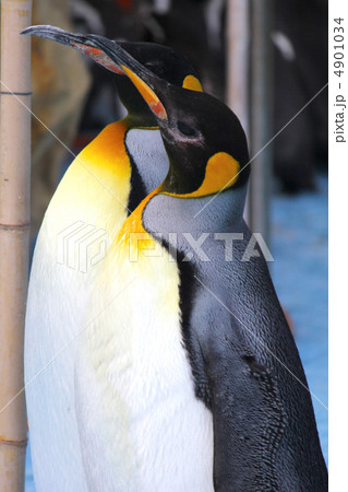 横向きのペンギン 横向きのペンギン 4901034