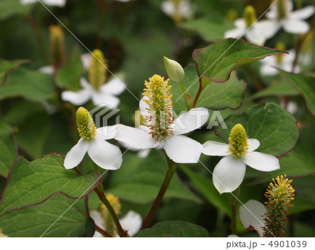 ドクダミ 4901039