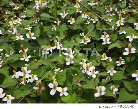 ドクダミ 4901040