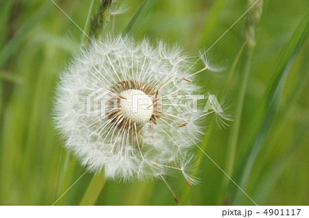 ふわーっと ふわーっと 4901117