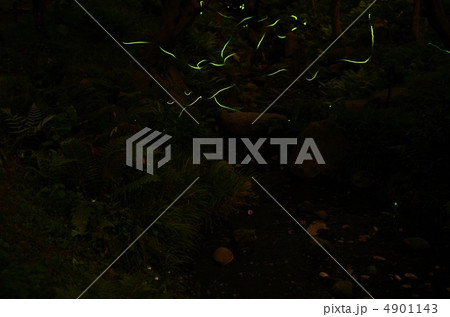 蛍の光 4901143