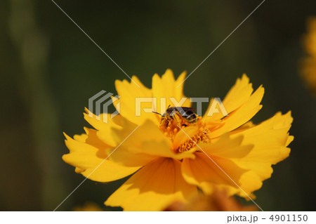 花と蜂 4901150