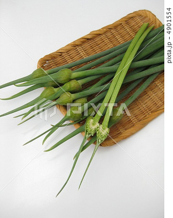 にんにくのつぼみ 4901554