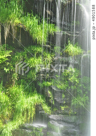 岩肌の輝く草 岩肌の輝く草 4901588