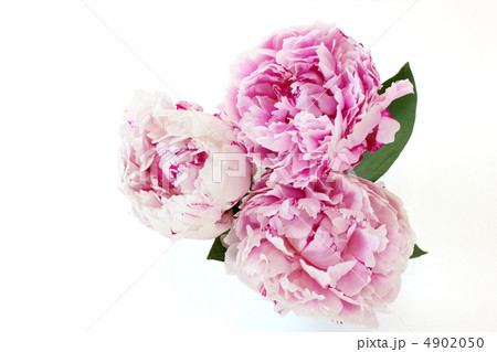 八重咲の芍薬（３輪） 4902050