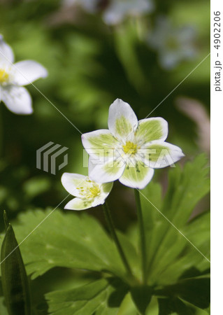 ミドリニリンソウ 4902206