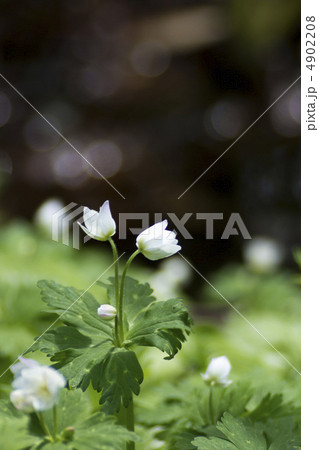 ニリンソウ ニリンソウ 4902208