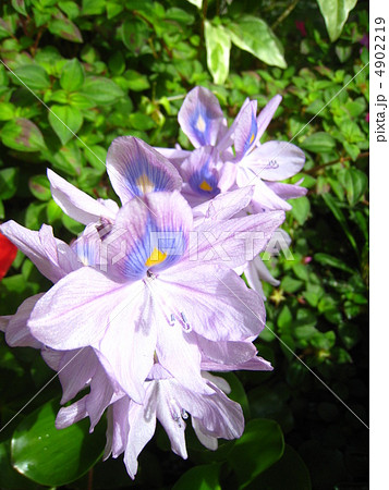 ホテイアオイ 4902219