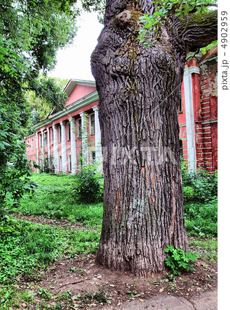 old oak near red building 4902959