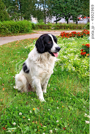 dog on herb dog on herb 4902969