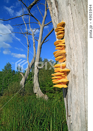 yellow mushroom on dry tree 4903944