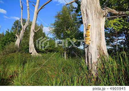 yellow mushroom on dry tree 4903945