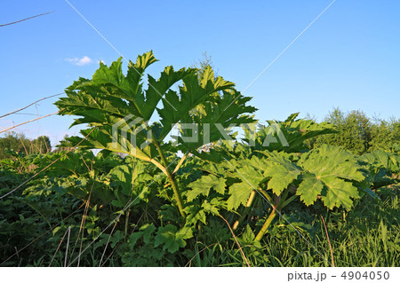 green sheet hogweed on celestial background green sheet hogweed on celestial background 4904050
